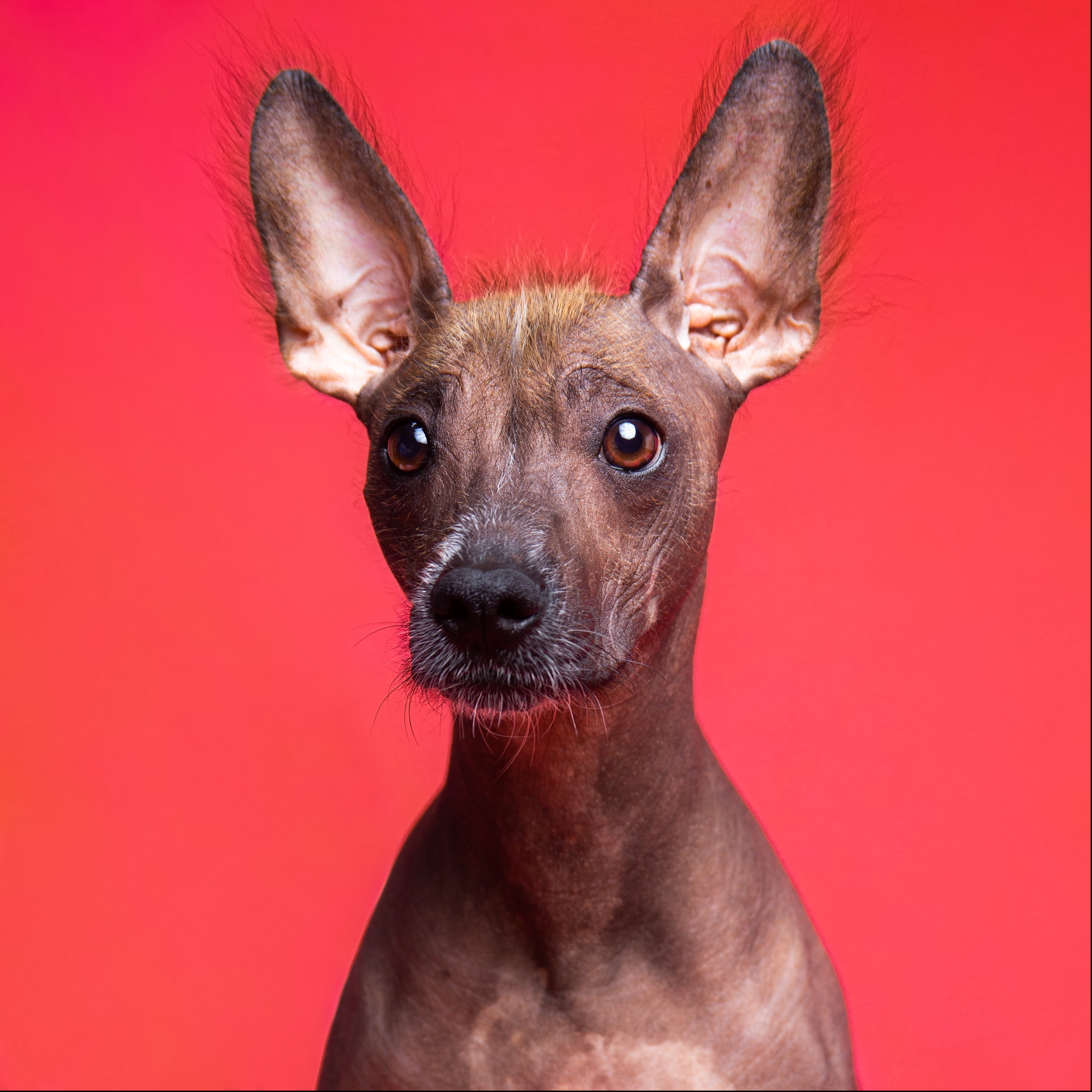 Studio dog portrait.