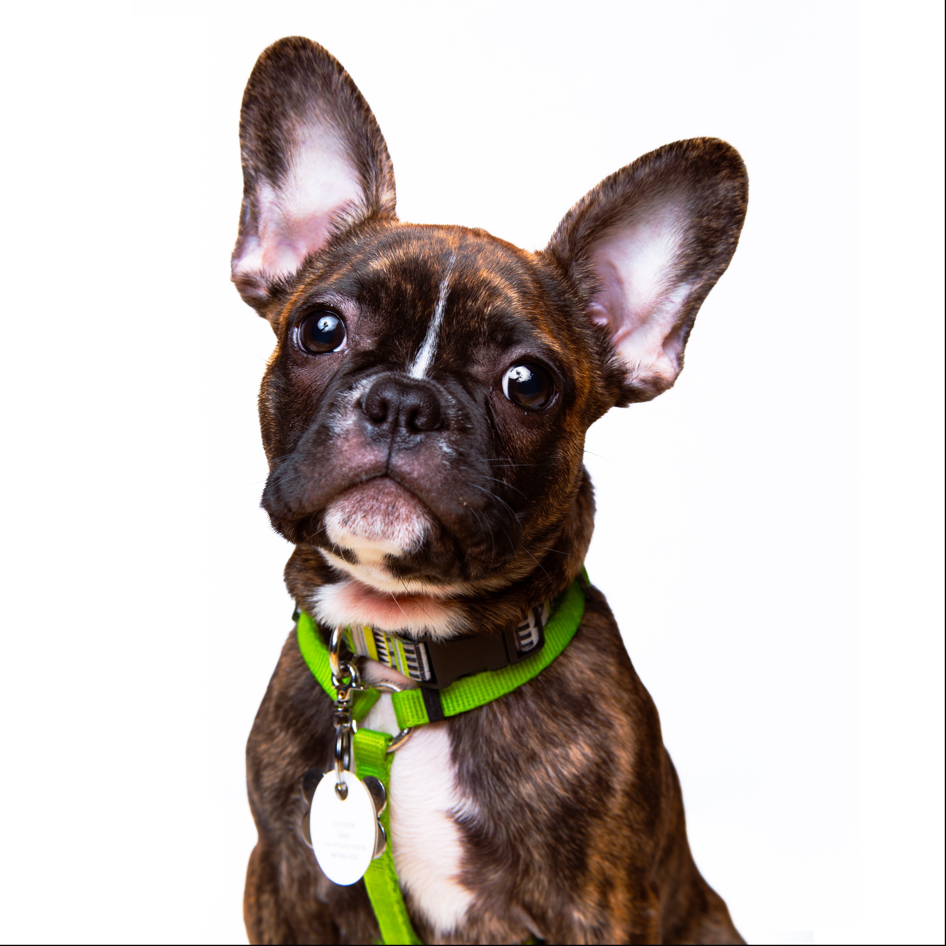 Studio dog portrait - FrenPhotos Pet Photographer