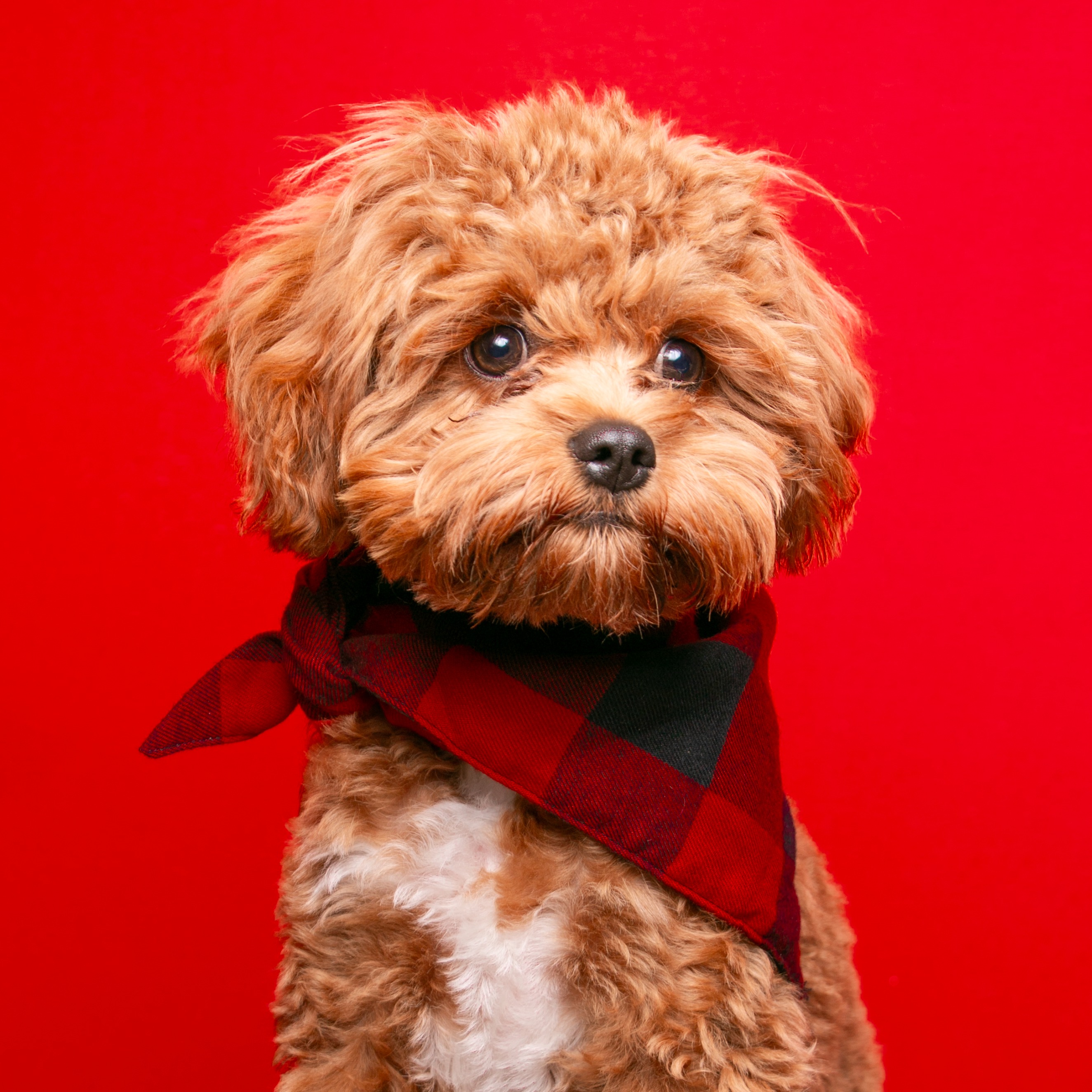 Studio dog portrait