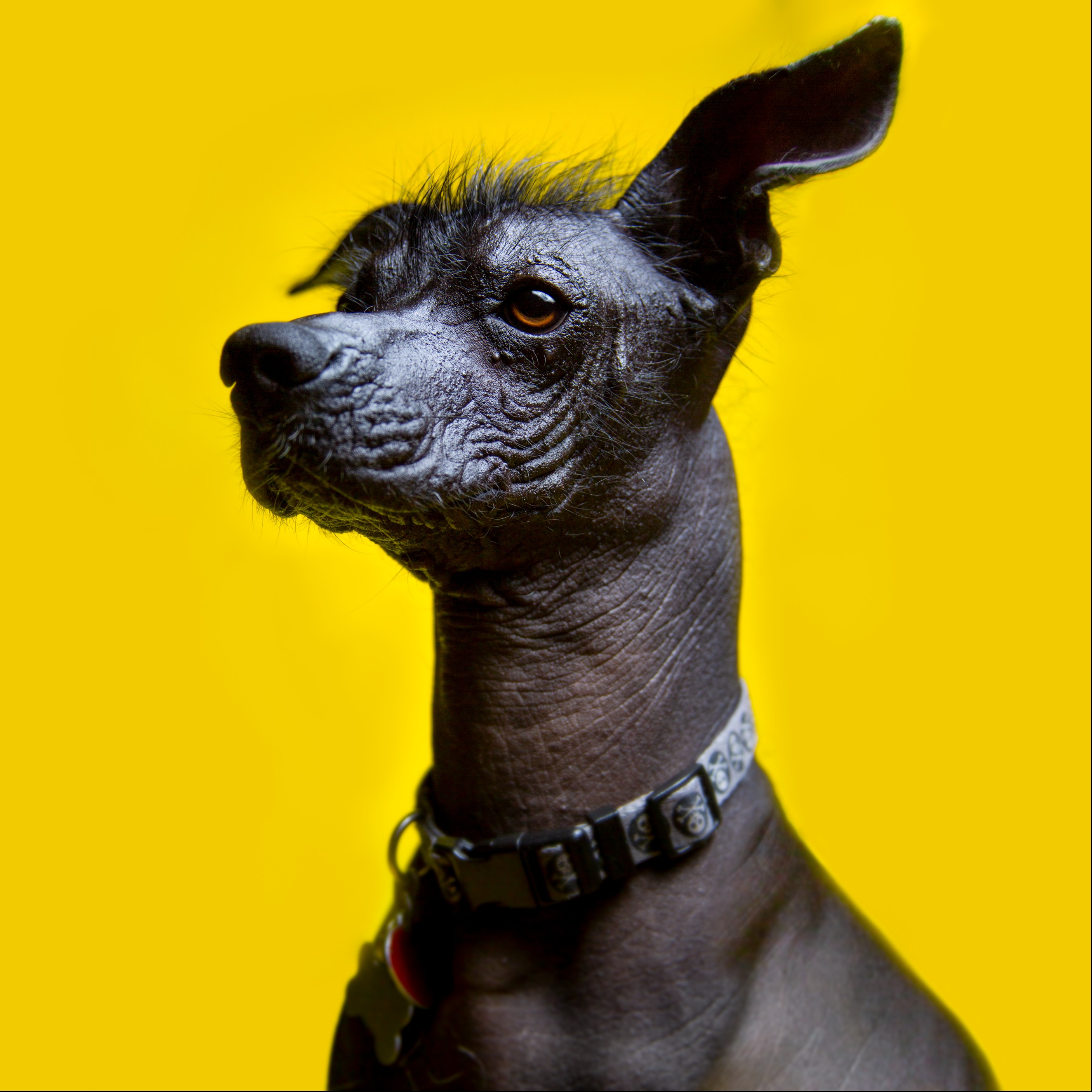 Studio dog portrait. - FrenPhotos Pet Photographer