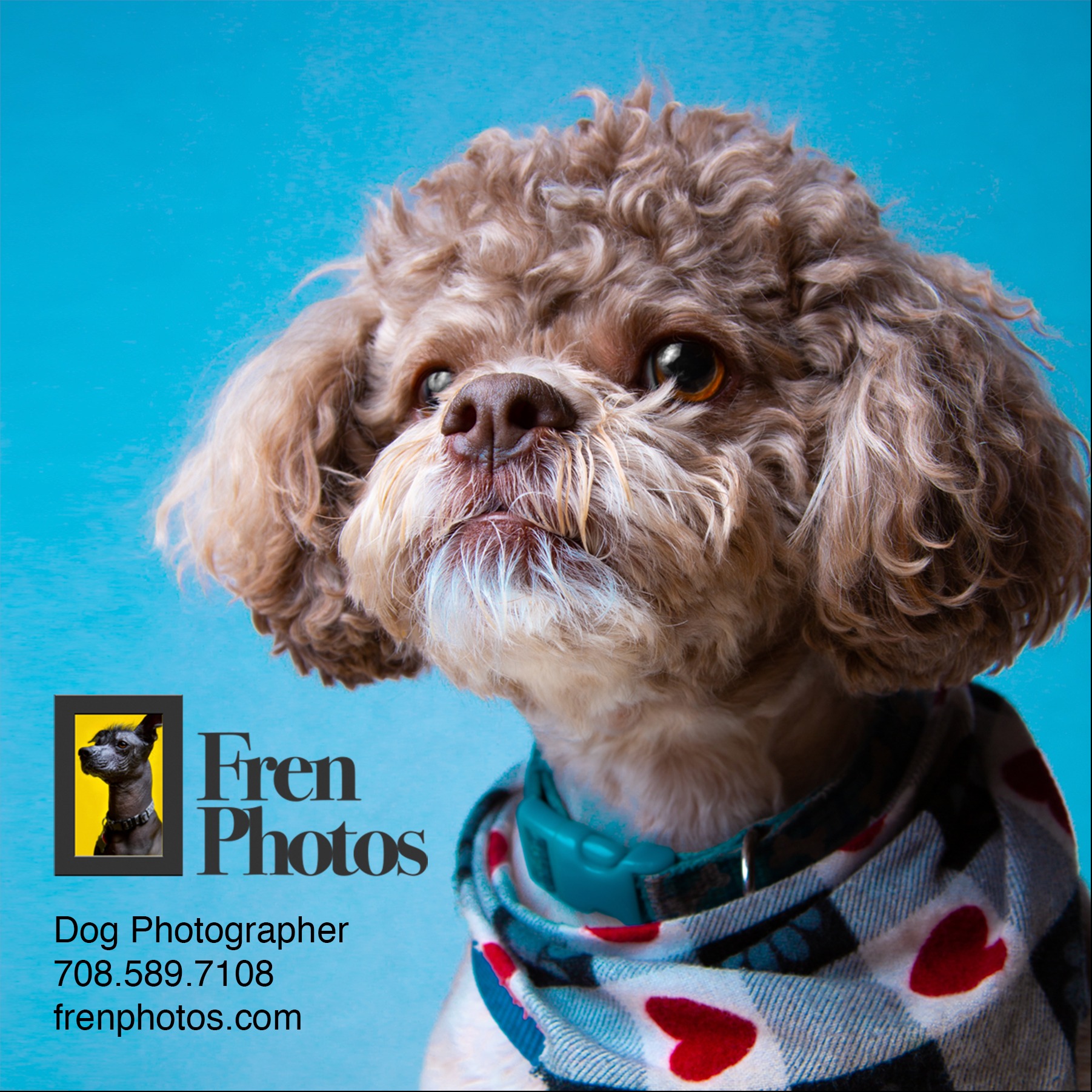 FrenPhotos Pet Photographer